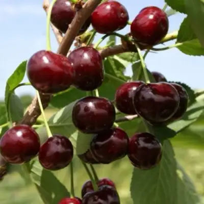 Вишня ГРИОТ БЕЛОРУССКИЙ в Речице