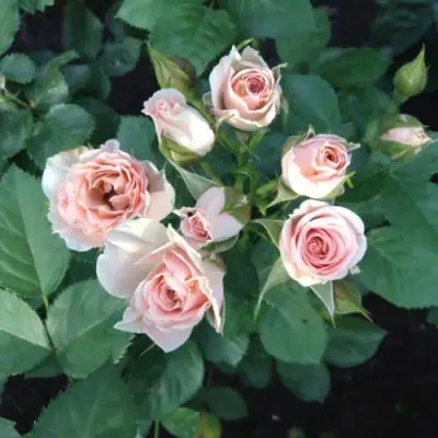 Роза ЯНА спрей в Речице