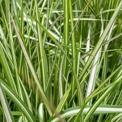 Вейник АВАЛАНШ остроцветковый в Речице