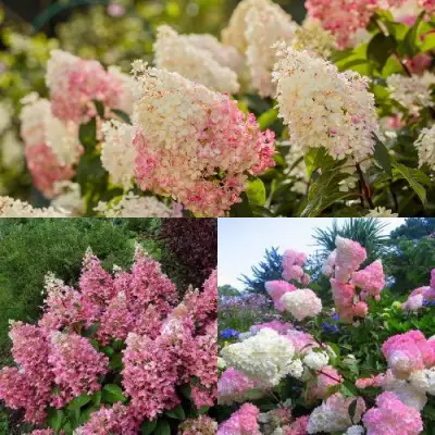 Комплект ЯГОДНОЕ МОРОЖЕНОЕ в Речице