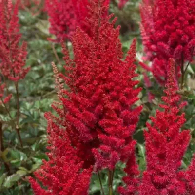 Астильба СКАЙСКРЕЙПЕР китайская в Речице