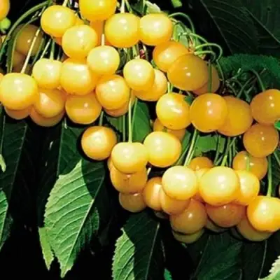 Черешня ДРОГАНА ЖЁЛТАЯ в Речице