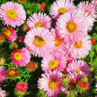 Астра РУДЕЛЬСБУРГ новоанглийская в Речице