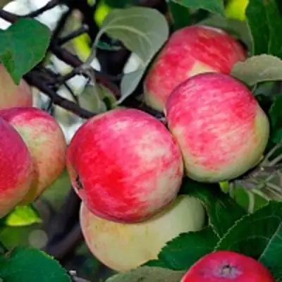 Яблоня СЕРЕБРЯНОЕ КОПЫТЦЕ в Речице