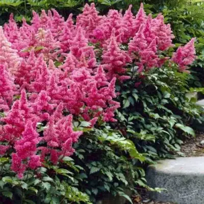 Астильба БОНН японская в Речице