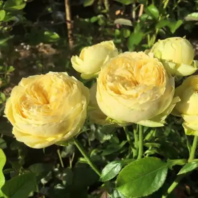 Роза КАТАЛИНА спрей в Речице