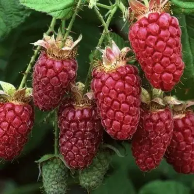 Малина РУБИНОВОЕ ОЖЕРЕЛЬЕ в Речице