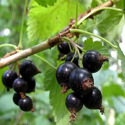 Смородина чёрная БИНАР в Речице