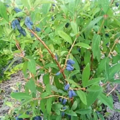 Жимолость съедобная АМФОРА в Речице