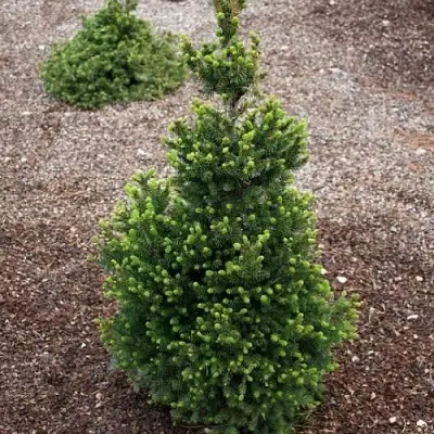 Ель ВИЛС ЦВЕРГ обыкновенная в Речице