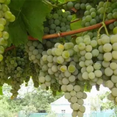 Виноград АНАНАСНЫЙ РАННИЙ в Речице