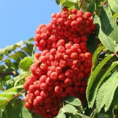 Рябина НЕВЕЖИНСКАЯ сладкоплодная в Речице