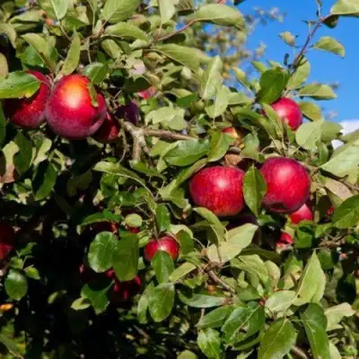Яблоня СЯБРЫНА в Речице