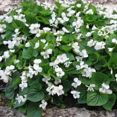 Фиалка АЛЬБИФЛОРА сестринская в Речице