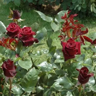 Роза БЛЭК БАККАРА чайно-гибридная в Речице