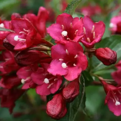 Вейгела ЕВА РАТКЕ в Речице