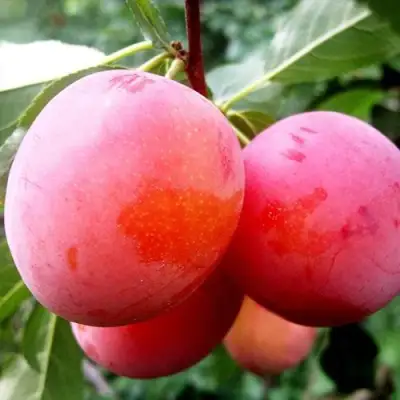 Слива КОМЕТА в Речице