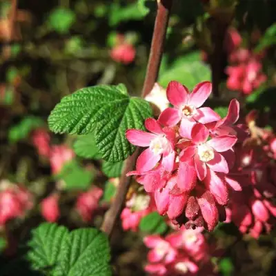 Смородина кроваво-красная ПУЛБОРО СКАРЛЕТ  в Речице
