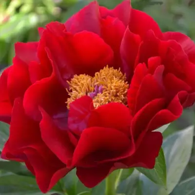 Пион МАКИНАК ГРАНД травянистый в Речице