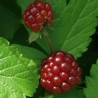 Княженика КЛОН в Речице