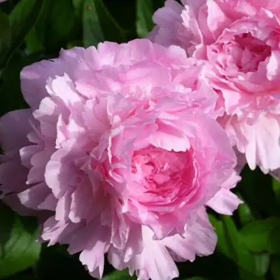 Пион ЛЕТЯЩИЙ ЖУРАВЛЬ травянистый в Речице