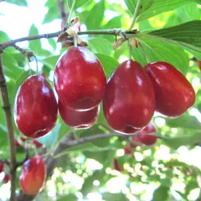 Кизил ЛУКЬЯНОВСКИЙ в Речице