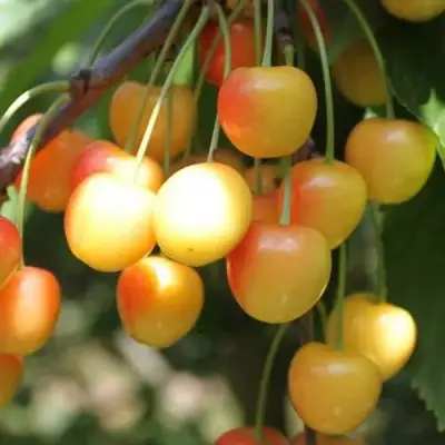 Черешня ЯНТАРНАЯ в Речице