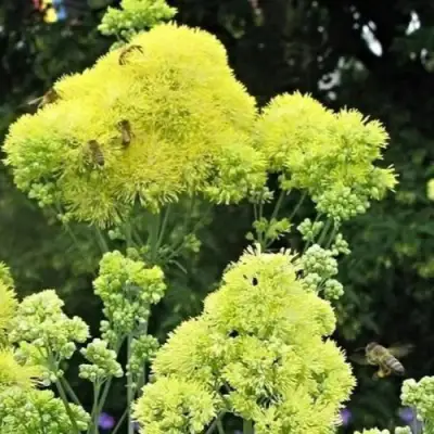 Василистник ГЛАУКУМ желтый в Речице