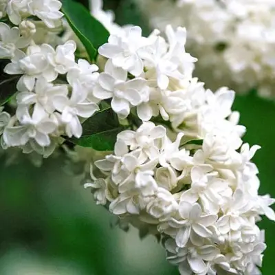 Сирень МАДАМ ЛЕМУАН в Речице