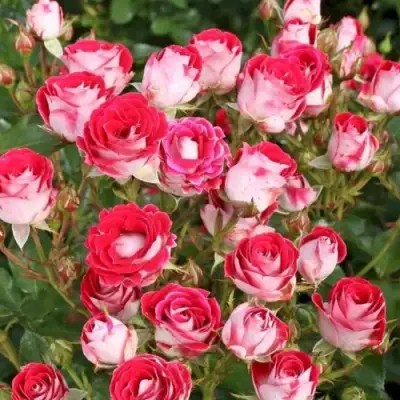 Роза ШОНЕ КОБЛЕНЦЕРИН флорибунда в Речице