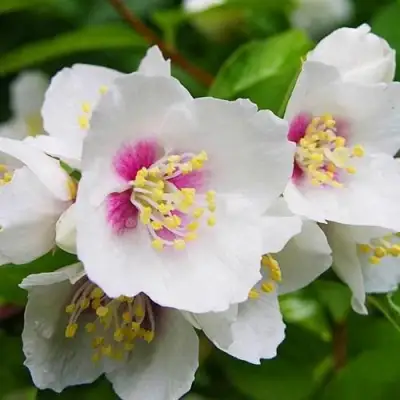 Жасмин БЕЛЬ ЭТУАЛЬ в Речице