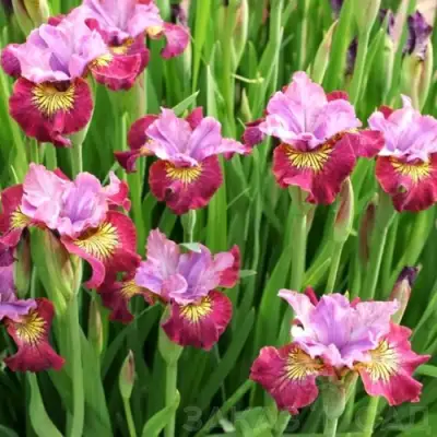 Ирис МИСС ЭППЛ сибирский в Речице