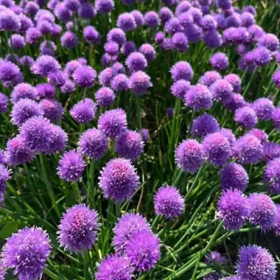 Лук-шнитт в Речице