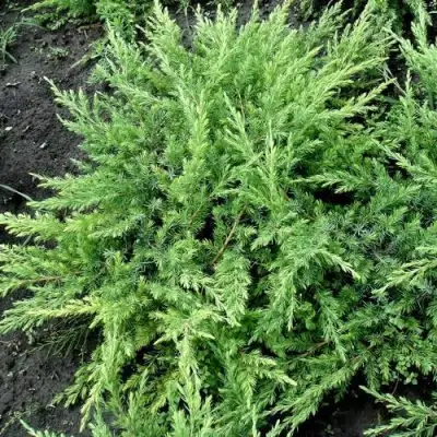 Можжевельник ШЛЯГЕР прибрежный в Речице