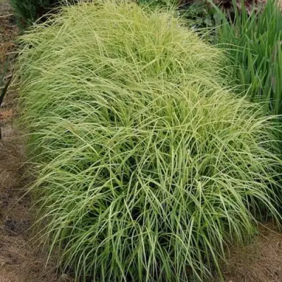 Осока ВАРИЕГАТА пальмолистная в Речице