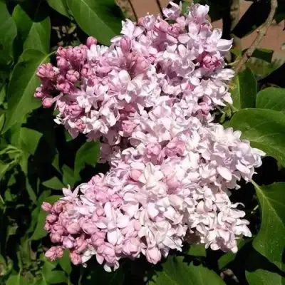 Сирень МИЛОСЕРДИЕ в Речице