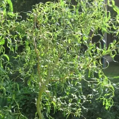 Ива МАТСУДАНА в Речице