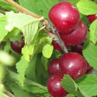 Вишня персиковая АФЛОЦЕРАЗУС в Речице