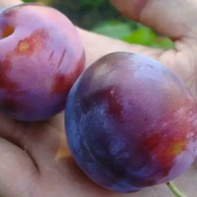 Слива РЕНКЛОД в Речице