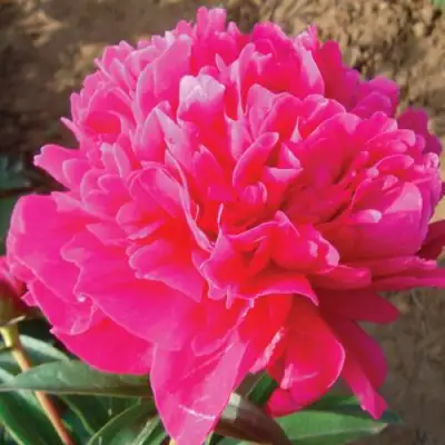 Пион РУБИНОВЫЙ СВЕТ травянистый в Речице