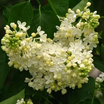 Сирень ПРИМРОУЗ в Речице