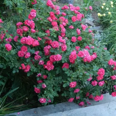 Роза ДЖОРДЖ ВАНКУВЕР флорибунда в Речице