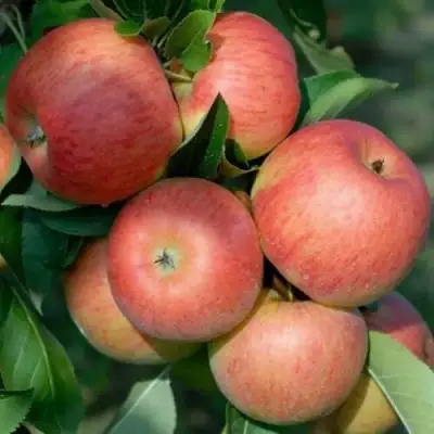 Яблоня ТОПАЗ в Речице