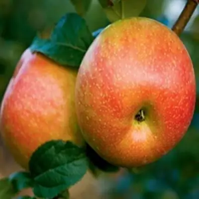 Яблоня ПЕРСИКОВАЯ в Речице