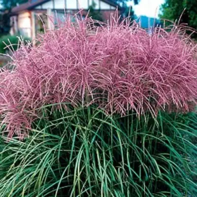 Мискантус МАЛЕПАРТУС китайский  в Речице