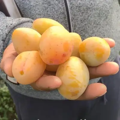 Слива ЯХОНТОВАЯ в Речице