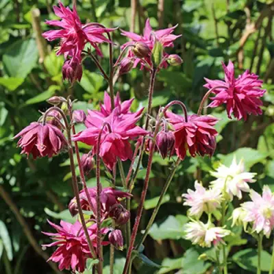 Аквилегия БАРЛОУ БОРДО обыкновенная в Речице