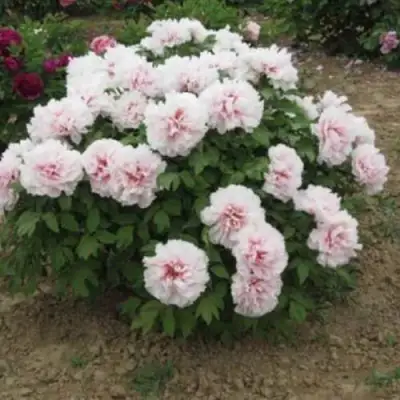 Пион ПЕРСИК ПОД СНЕГОМ древовидный в Речице