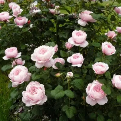 Роза КУИН ОФ СУИДЕН (КОРОЛЕВА ШВЕЦИИ) английская в Речице