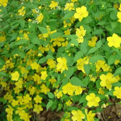 Керрия японская ГОЛДЕН ГИНЕЯ в Речице